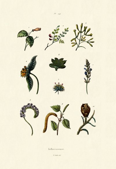 Inflorescencia, 1833-39 de French School